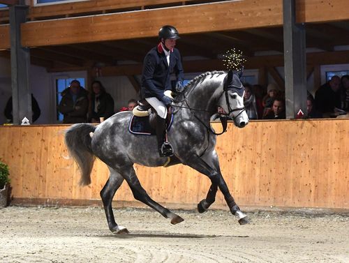 Absolviert gerade seinen Sporttest und war 2023 beim Landeschampionat der vierjährigen Pferde in Elmshorn platziert - Chavaros II mit Philipp Schulze. (Foto: Stephan Bischoff)