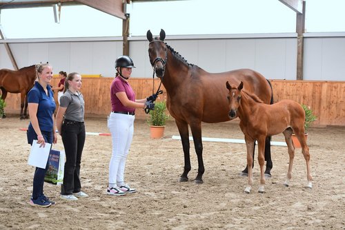 Dressurvererber Johnson ist der Vater des Siegerstutfohlens beim Championat der Station Maas J. Hell aus der Paola von Lord Loxley. Friederike Bünning (li.) und Anni-Eva Fee Weiss nahmen die Ehrung stellvertretend für Züchter Herbert Ulonska entgegen. (Foto: Janne Bugtrup)